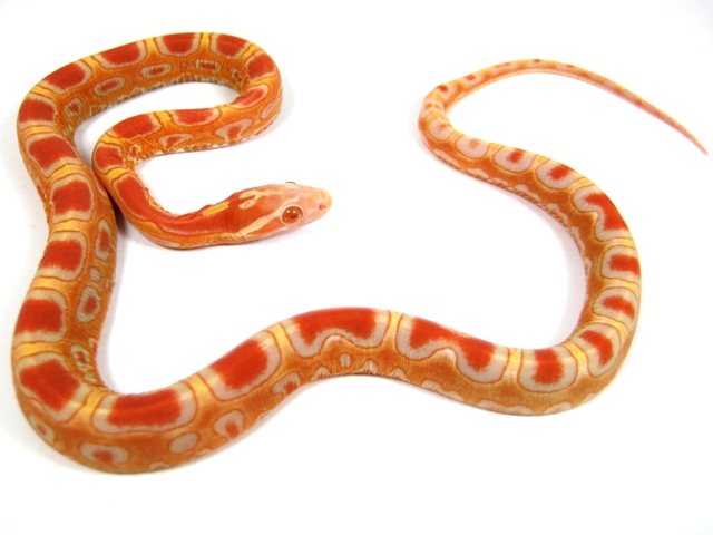 Www.snakeguy.de - Captive Bred Corn Snakes, Ball Pythons, Boas